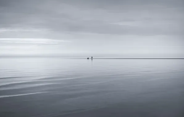 Фон, человек, собака