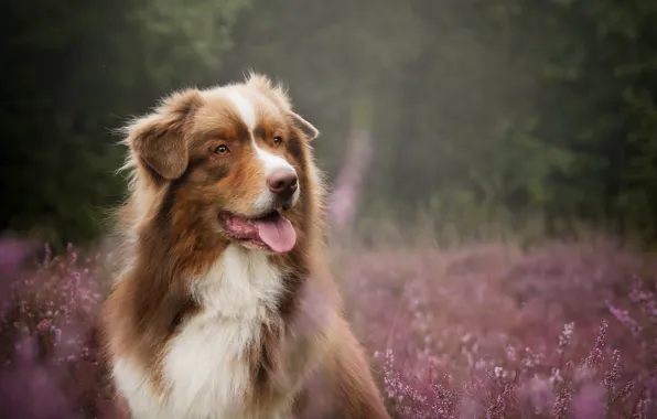 Dog, Look, Australian shepherd, Each