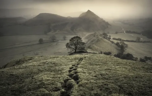 Картинка туман, дерево, гора