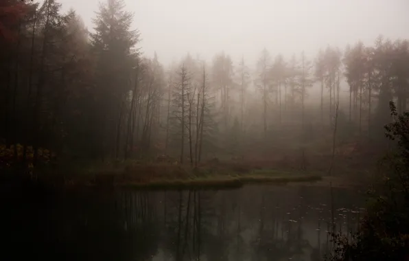 Лес, туман, озеро, мрачно, атмосферно