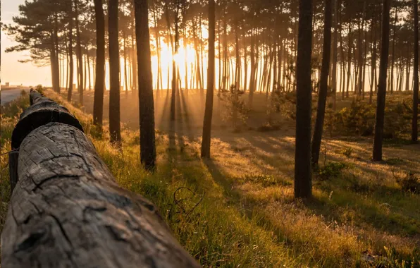 Картинка лес, Португалия, солнечные лучи
