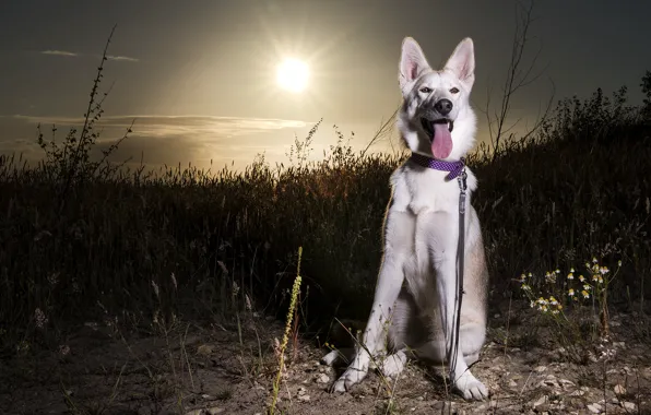 Картинка собака, Sunset, Siberian husky