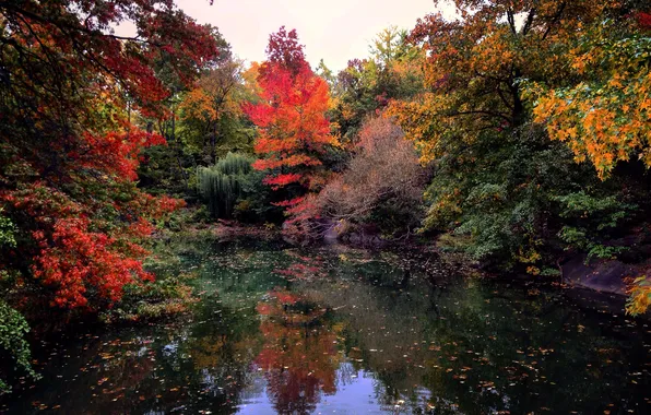 Картинка осень, листья, облака, деревья, озеро, отражение, зеркало