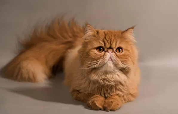 Кошка, кот, взгляд, поза, лапки, рыжий, хвост, лежит