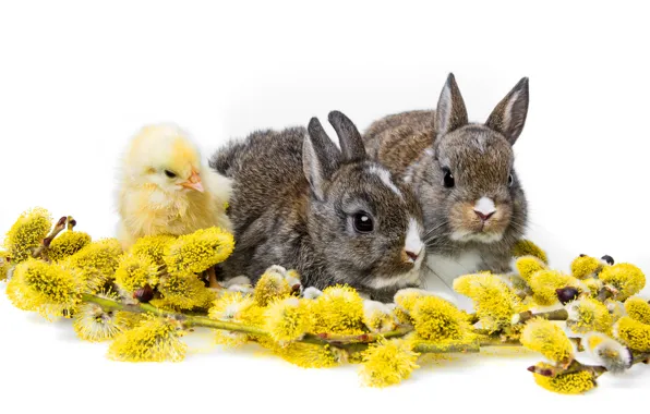Картинка кролики, белый фон, цыплёнок, верба, детёныши, троица, крольчата