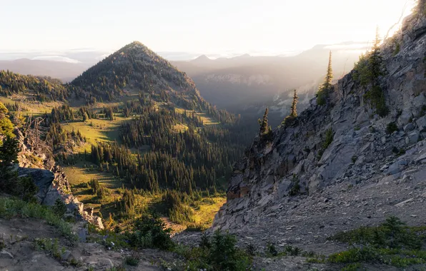 Forest, mountains, mist, North America, national park, Mount Rainier, mountain view
