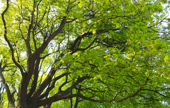 Green, tree, leafs, spring, twigs
