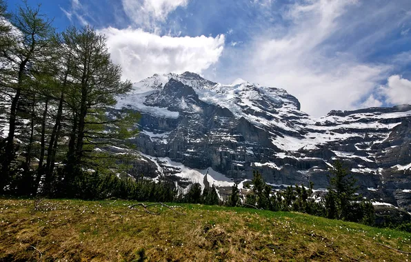 Деревья, красота, Альпы, лужайка, trees, snow, beauty, Alps