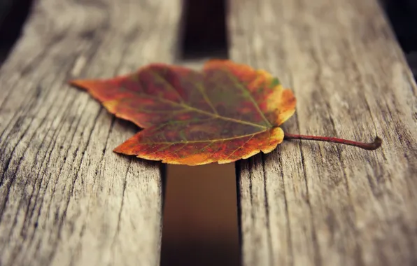 Осень, листья, природа