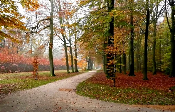 Осень, листья, деревья, парк, дорожка, Nature, листопад, trees