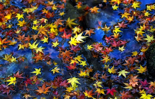 Картинка осень, листья, вода