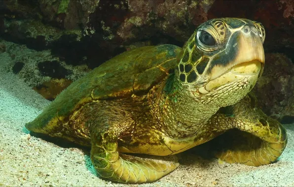 Животное, черепаха, underwater, animals, подводное, turtle