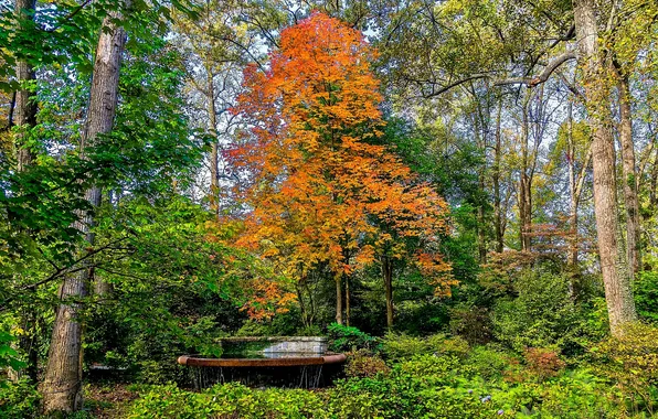 Фото, Природа, Деревья, Парк, США, Atlanta