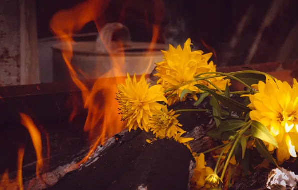 Цветы, природа, огонь, натюрморт
