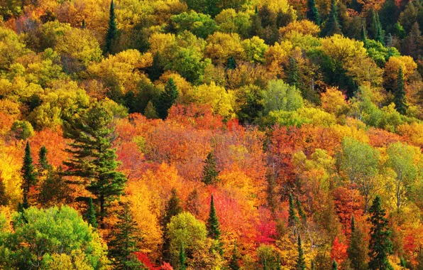 Осень, лес, краски, Природа, Канада, Онтарио