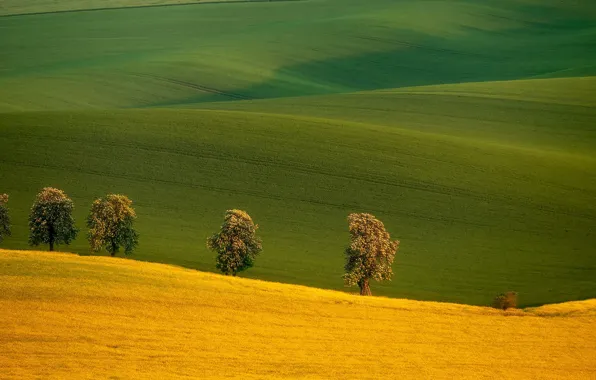 Картинка деревья, поля, Чехия, Czech Republic, Южная Моравия, South Moravia