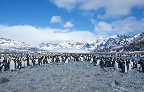 Картинка Southern Ocean, South Georgia, St. Andrews Bay, Few King Penguins