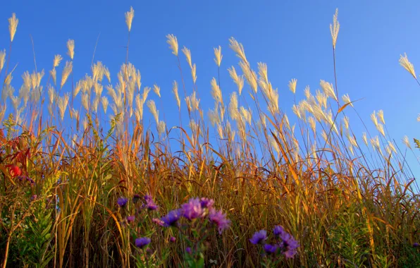 Картинка поле, небо, трава, цветы, растение, луг