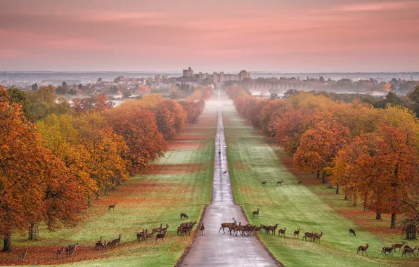 Картинка осень, животные, деревья, парк, замок, Англия, олени, дворец