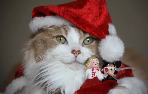 Картинка кошка, кот, шапка, новый год, праздничный