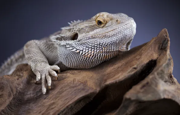 Gray, Reptile, iguana