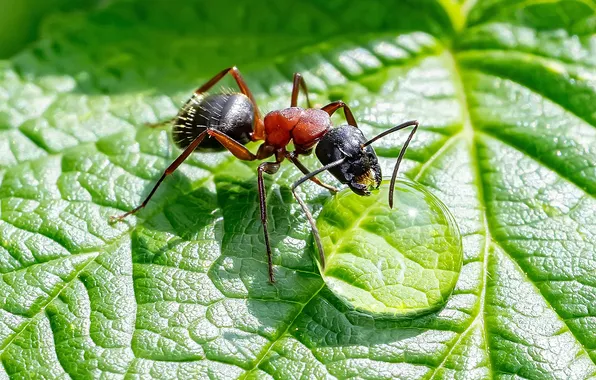 Лист, роса, муравей, ant, капля воды, Имдж ничто, Широких Александр, жажда всё