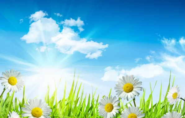 Картинка небо, трава, листья, солнце, облака, капли, цветы, свежесть