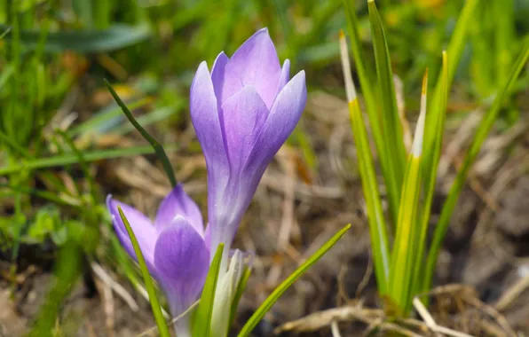 Flower, spring, purple, crocus