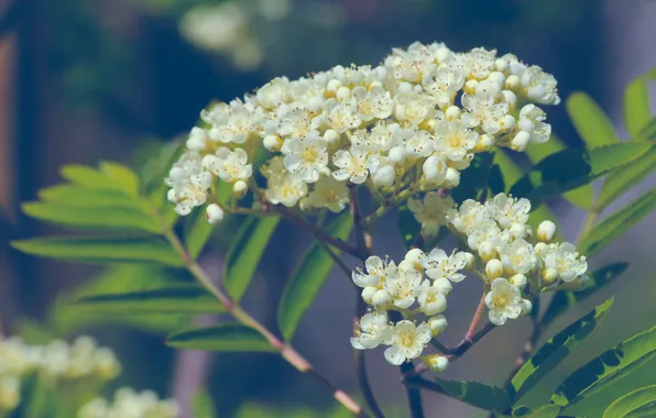 White, flower, twig
