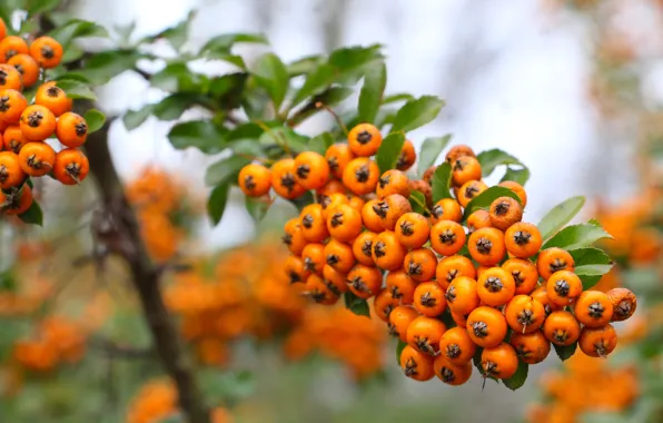 Fruit, orchard, bush, bunch
