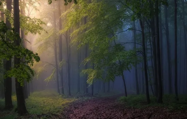Картинка лес, деревья, природа, туман