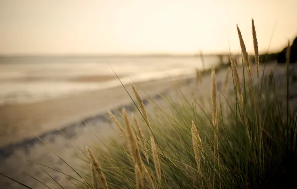 Песок, море, зелень, пляж, макро, фон, widescreen, обои