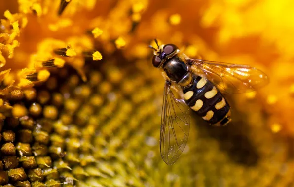 Природа, пчела, обои, подсолнух