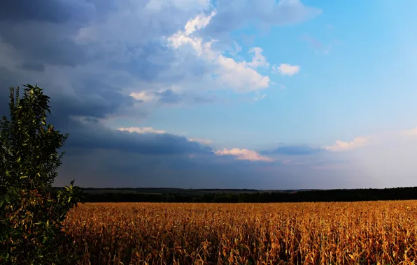 Картинка гроза, лето, солнце, закат, тучи, природа