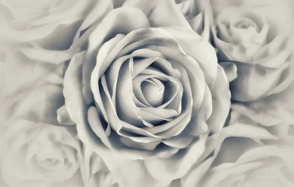 Картинка фотография, роза, черно-белая, бутон, Mariluz Rodriguez