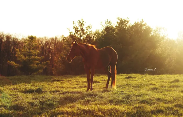 Картинка лето, солнце, свет, блики, конь, лошадь, утро, пастбище
