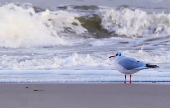 Beach, sea, bird, water, seagull