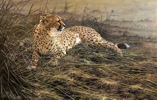 Картинка поле, трава, рисунок, картина, арт, гепард, лежит, живопись