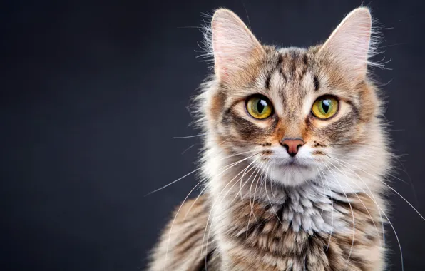 Кошка, кот, фон, портрет, мордашка, полосатый, зеленые глаза, пятнистый