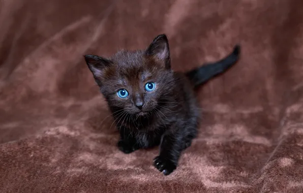 Картинка взгляд, котенок, черный, голубоглазый