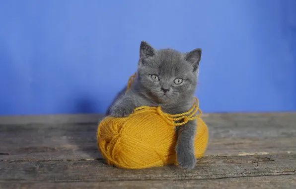 Клубок, фон, котёнок, британский, пряжа