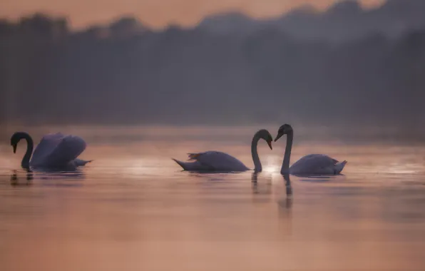 Вода, птицы, утро, размытость, лебеди, водоём
