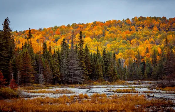 Картинка осень, лес, природа
