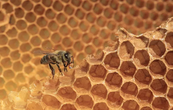 Пчела, соты, мёд