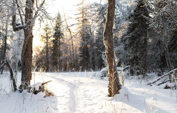 Картинка снег, зима, природа, деревья, тропинка, лес, солнце, пейзаж