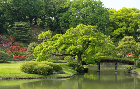 Картинка деревья, Япония, Токио, Tokyo, Japan, мостик, водоём, японский сад