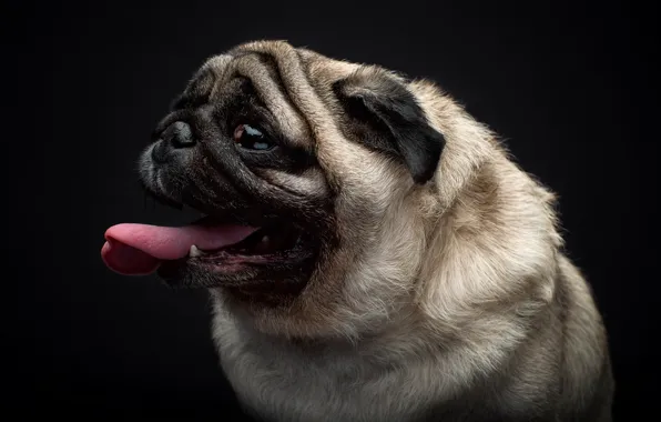 Взгляд, друг, собака