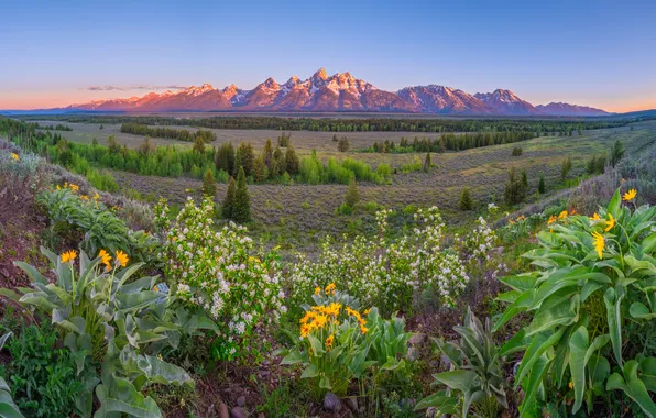 Горы, Панорама, США, Пейзаж, Grand Teton National Park, Парки