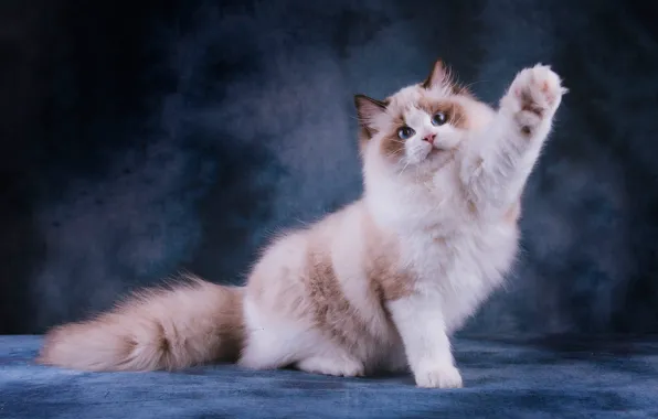Кошка, кот, взгляд, морда, поза, мило, белая, голубые глаза