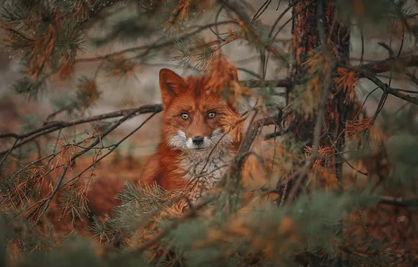 Взгляд, ветки, природа, дерево, животное, лиса, хвоя, лисица